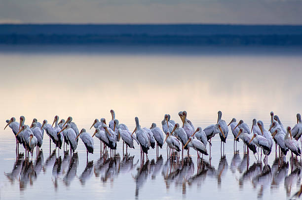 manyara